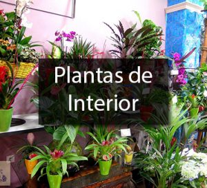Plantas de interior en Valencia